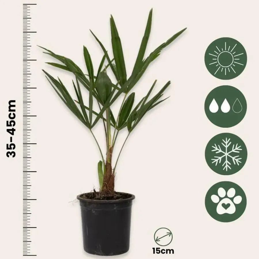 Planten|Bomen-Plant in a Box Chinese Waaierpalm - Set van 4 - Trachycarpus Fortunei - Hoogte 35-45cm - ⌀15cm
