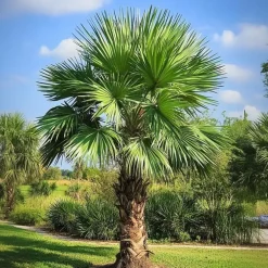 Planten|Bomen-Plant in a Box Chinese Waaierpalm - Set van 4 - Trachycarpus Fortunei - Hoogte 35-45cm - ⌀15cm