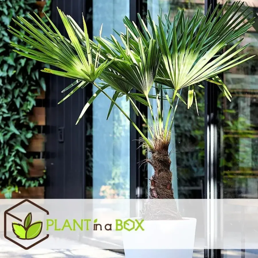 Planten|Bomen-Plant in a Box Chinese Waaierpalm - Set van 4 - Trachycarpus Fortunei - Hoogte 35-45cm - ⌀15cm