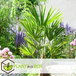 Planten|Bomen-Plant in a Box Chinese Waaierpalm - Set van 4 - Trachycarpus Fortunei - Hoogte 35-45cm - ⌀15cm