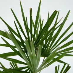 Planten|Bomen-Plant in a Box Chinese Waaierpalm - Set van 4 - Trachycarpus Fortunei - Hoogte 35-45cm - ⌀15cm