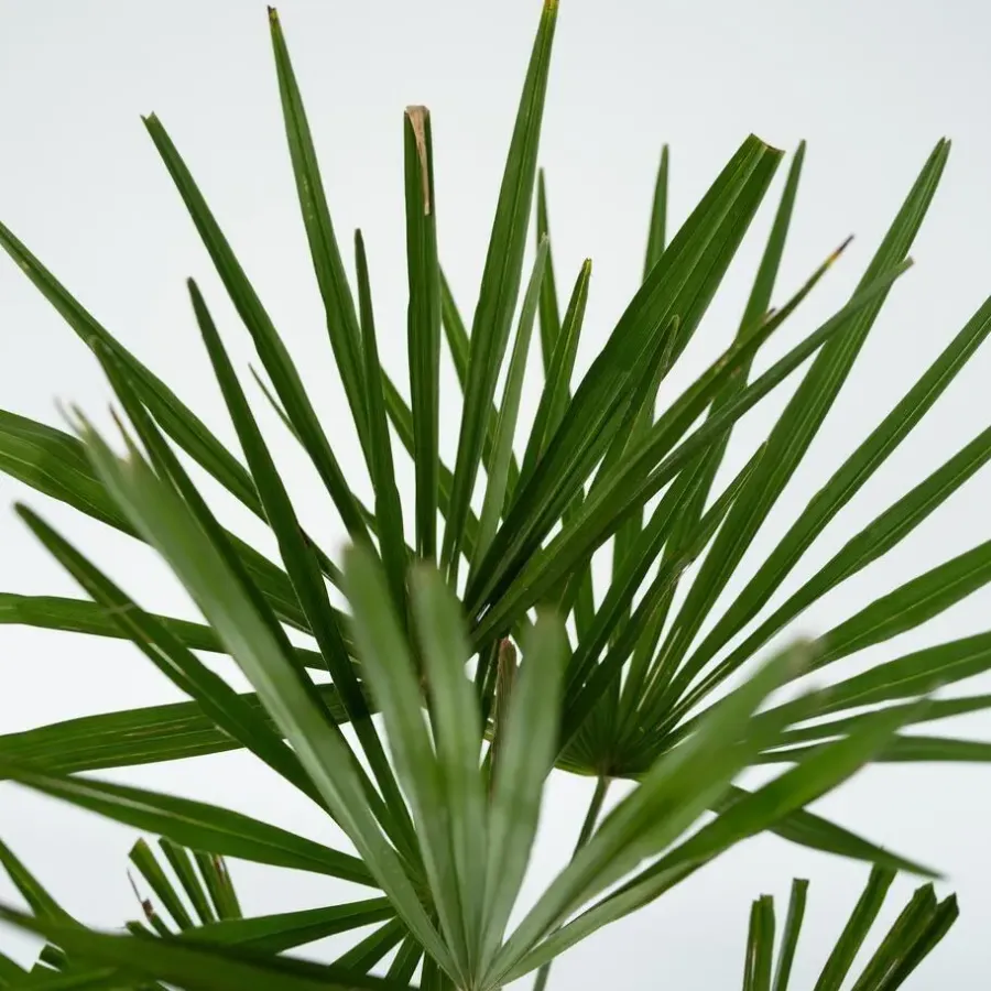 Planten|Bomen-Plant in a Box Chinese Waaierpalm - Set van 4 - Trachycarpus Fortunei - Hoogte 35-45cm - ⌀15cm
