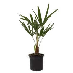 Plant in a Box Chinese Waaierpalm - Trachycarpus Fortunei - Hoogte 35-45cm - ⌀15cm