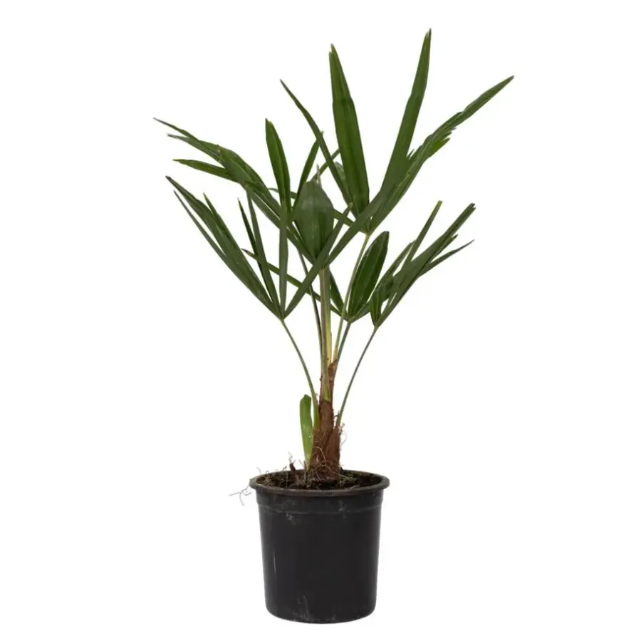 Plant in a Box Chinese Waaierpalm - Trachycarpus Fortunei - Hoogte 35-45cm - ⌀15cm