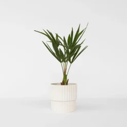 Plant in a Box Chinese Waaierpalm - Trachycarpus Fortunei - Hoogte 35-45cm - ⌀15cm
