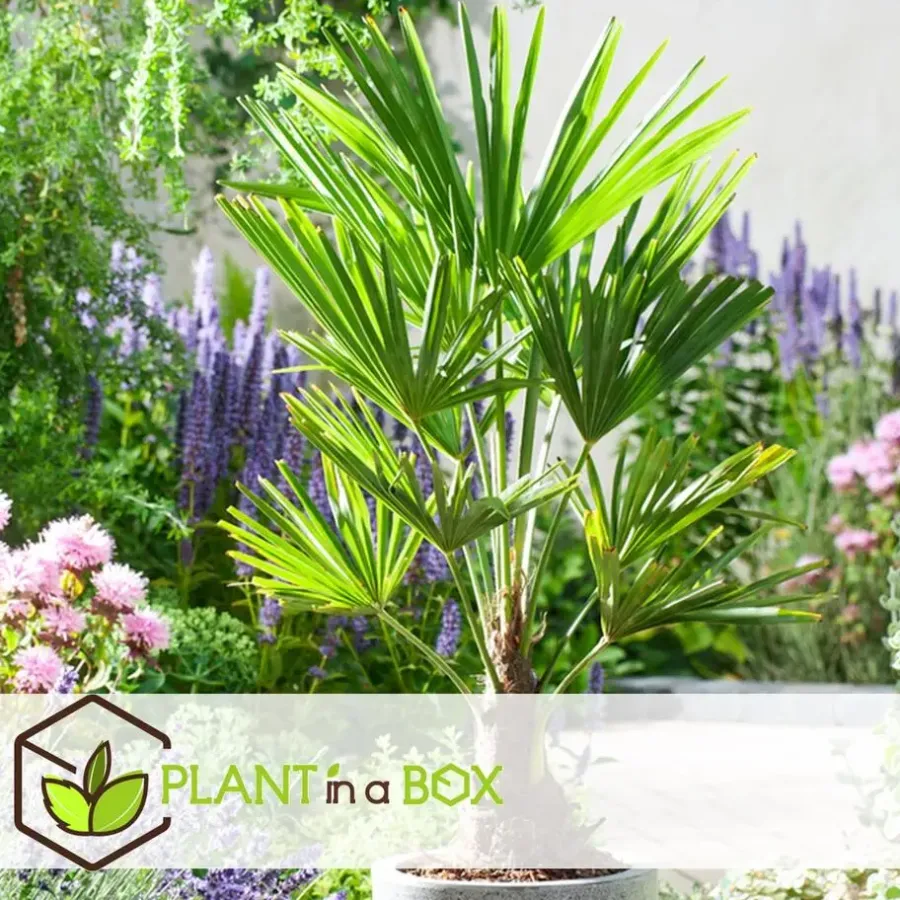 Plant in a Box Chinese Waaierpalm - Trachycarpus Fortunei - Hoogte 35-45cm - ⌀15cm