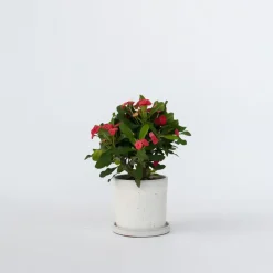 Plant in a Box Christusdoorn - Euphorbia 'Milii' - Hoogte 25-35cm - ⌀13cm