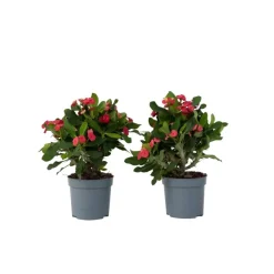 Plant in a Box Christusdoorn - Set van 2 - Euphorbia 'Milii' - Hoogte 25-35cm - ⌀13cm