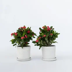 Plant in a Box Christusdoorn - Set van 2 - Euphorbia 'Milii' - Hoogte 25-35cm - ⌀13cm