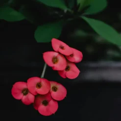 Plant in a Box Christusdoorn - Set van 2 - Euphorbia 'Milii' - Hoogte 25-35cm - ⌀13cm