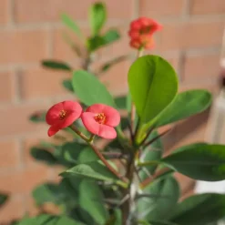 Plant in a Box Christusdoorn - Set van 2 - Euphorbia 'Milii' - Hoogte 25-35cm - ⌀13cm