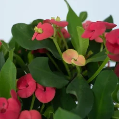 Plant in a Box Christusdoorn - Set van 2 - Euphorbia 'Milii' - Hoogte 25-35cm - ⌀13cm