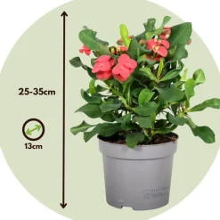 Plant in a Box Christusdoorn - Set van 2 - Euphorbia 'Milii' - Hoogte 25-35cm - ⌀13cm
