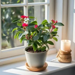 Plant in a Box Christusdoorn - Set van 2 - Euphorbia 'Milii' - Hoogte 25-35cm - ⌀13cm