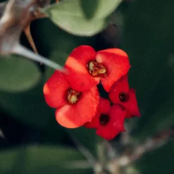 Plant in a Box Christusdoorn - Set van 2 - Euphorbia 'Milii' - Hoogte 25-35cm - ⌀13cm