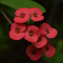 Plant in a Box Christusdoorn - Set van 2 - Euphorbia 'Milii' - Hoogte 25-35cm - ⌀13cm