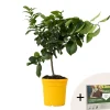 Planten|Tuinplanten-Plant in a Box Citroenboom - Citrus limon - Hoogte 60-70cm - ⌀19cm
