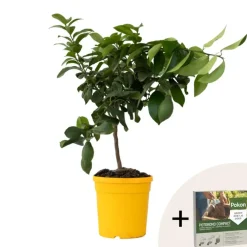 Planten|Tuinplanten-Plant in a Box Citroenboom - Citrus limon - Hoogte 60-70cm - ⌀19cm