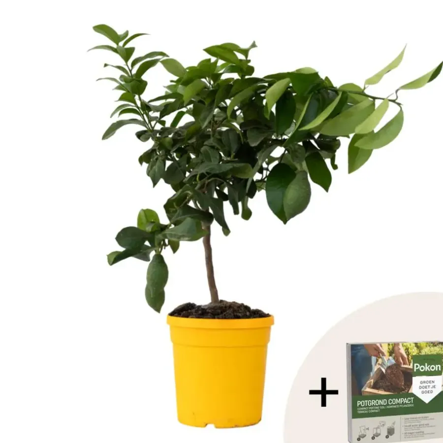 Planten|Tuinplanten-Plant in a Box Citroenboom - Citrus limon - Hoogte 60-70cm - ⌀19cm