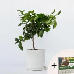 Planten|Tuinplanten-Plant in a Box Citroenboom - Citrus limon - Hoogte 60-70cm - ⌀19cm