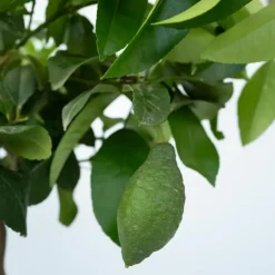 Planten|Tuinplanten-Plant in a Box Citroenboom - Citrus limon - Hoogte 60-70cm - ⌀19cm