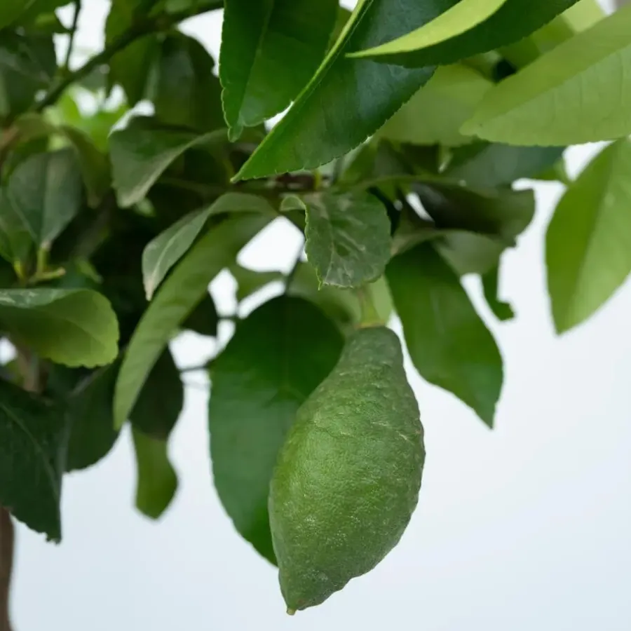Planten|Tuinplanten-Plant in a Box Citroenboom - Citrus limon - Hoogte 60-70cm - ⌀19cm