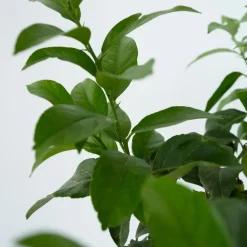 Planten|Tuinplanten-Plant in a Box Citroenboom - Citrus limon - Hoogte 60-70cm - ⌀19cm