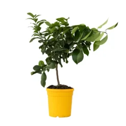 Plant in a Box Citroenboom - Citrus limon - Hoogte 60-70cm - ⌀19cm