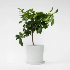 Plant in a Box Citroenboom - Citrus limon - Hoogte 60-70cm - ⌀19cm