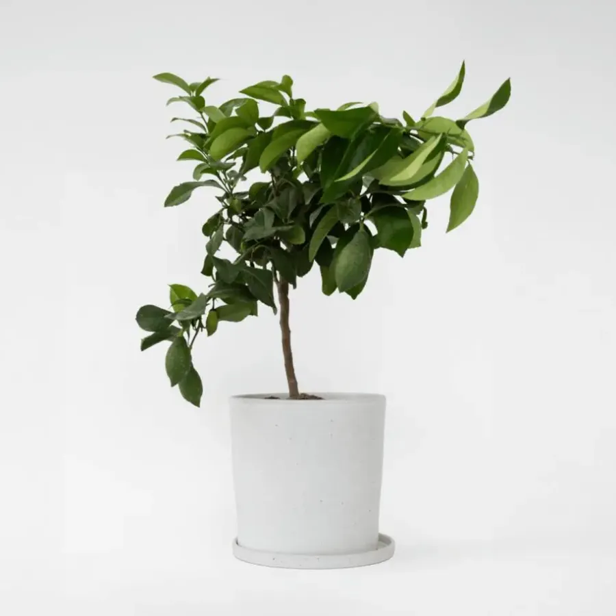 Plant in a Box Citroenboom - Citrus limon - Hoogte 60-70cm - ⌀19cm