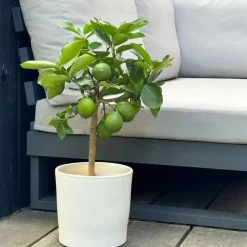 Plant in a Box Citroenboom - Citrus limon - Hoogte 60-70cm - ⌀19cm