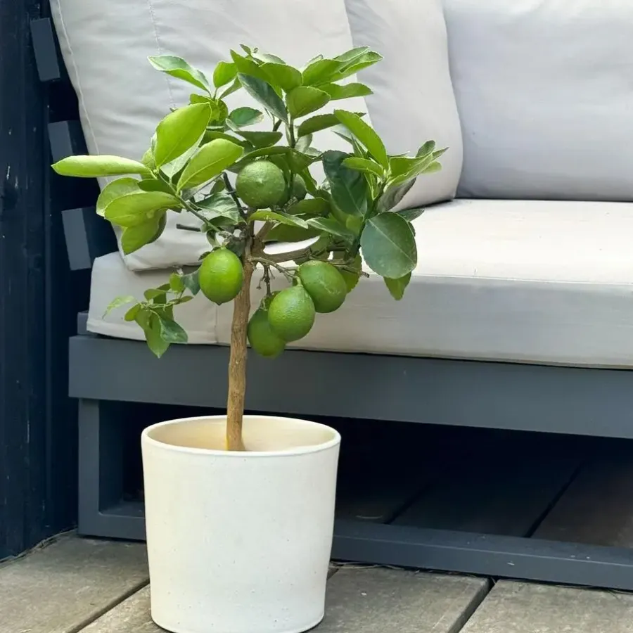 Plant in a Box Citroenboom - Citrus limon - Hoogte 60-70cm - ⌀19cm