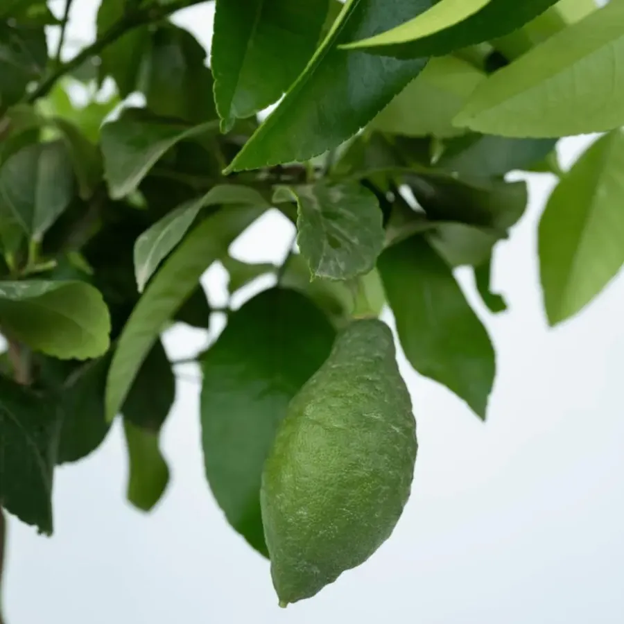 Plant in a Box Citroenboom - Citrus limon - Hoogte 60-70cm - ⌀19cm