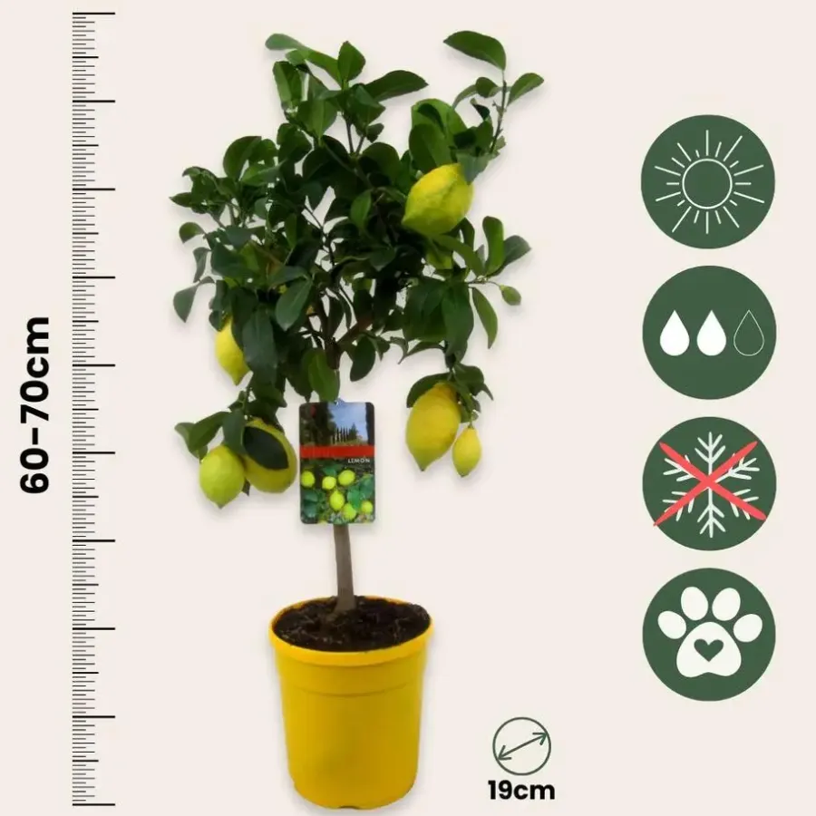 Plant in a Box Citroenboom - Citrus limon - Hoogte 60-70cm - ⌀19cm