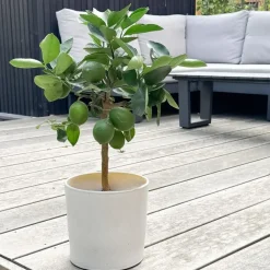 Plant in a Box Citroenboom - Citrus limon - Hoogte 60-70cm - ⌀19cm