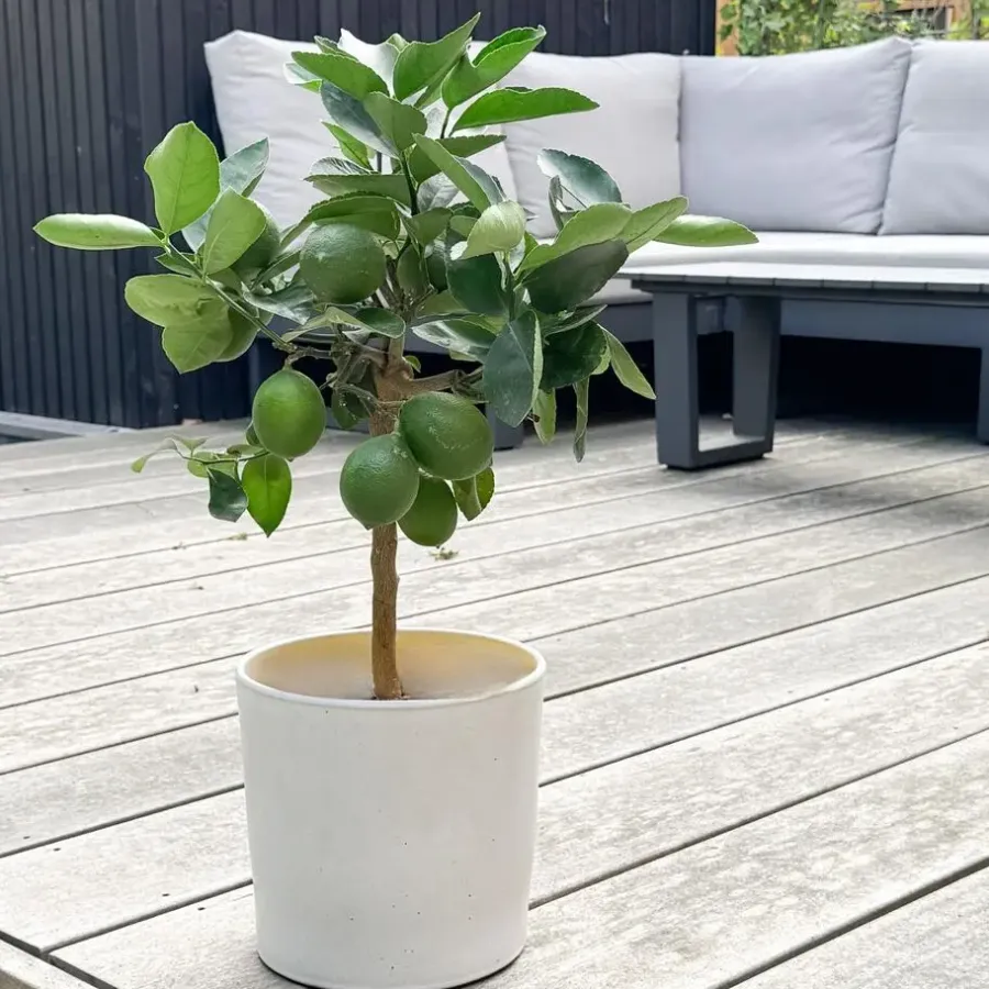 Plant in a Box Citroenboom - Citrus limon - Hoogte 60-70cm - ⌀19cm