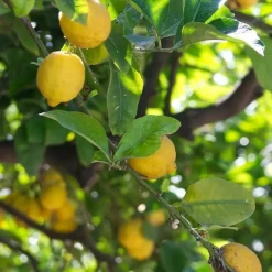 Plant in a Box Citroenboom - Citrus limon - Hoogte 60-70cm - ⌀19cm