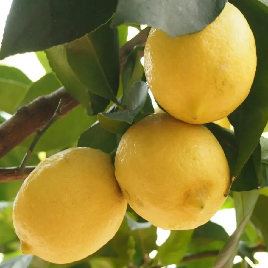 Plant in a Box Citroenboom - Citrus limon - Hoogte 60-70cm - ⌀19cm