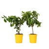 Plant in a Box Citroenboom - Set van 2 - Citrus limon - Hoogte 60-70cm - ⌀19cm