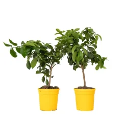 Plant in a Box Citroenboom - Set van 2 - Citrus limon - Hoogte 60-70cm - ⌀19cm