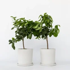 Plant in a Box Citroenboom - Set van 2 - Citrus limon - Hoogte 60-70cm - ⌀19cm