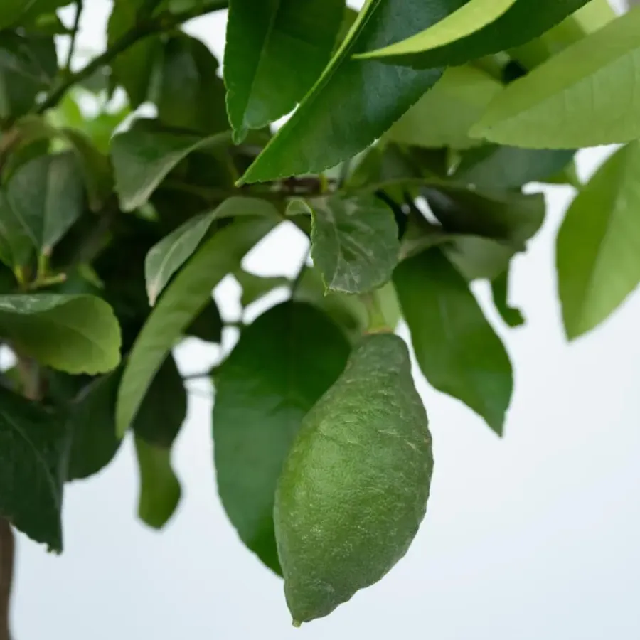Plant in a Box Citroenboom - Set van 2 - Citrus limon - Hoogte 60-70cm - ⌀19cm