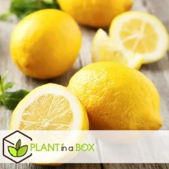 Plant in a Box Citroenboom - Set van 2 - Citrus limon - Hoogte 60-70cm - ⌀19cm