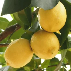 Plant in a Box Citroenboom - Set van 2 - Citrus limon - Hoogte 60-70cm - ⌀19cm