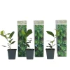 Plant in a Box Citroenboom - Set van 3 - Citrus limon - Hoogte 25-40cm - ⌀9cm
