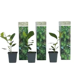 Plant in a Box Citroenboom - Set van 3 - Citrus limon - Hoogte 25-40cm - ⌀9cm