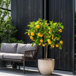Plant in a Box Citroenboom - Set van 3 - Citrus limon - Hoogte 25-40cm - ⌀9cm