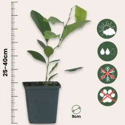 Plant in a Box Citroenboom - Set van 3 - Citrus limon - Hoogte 25-40cm - ⌀9cm