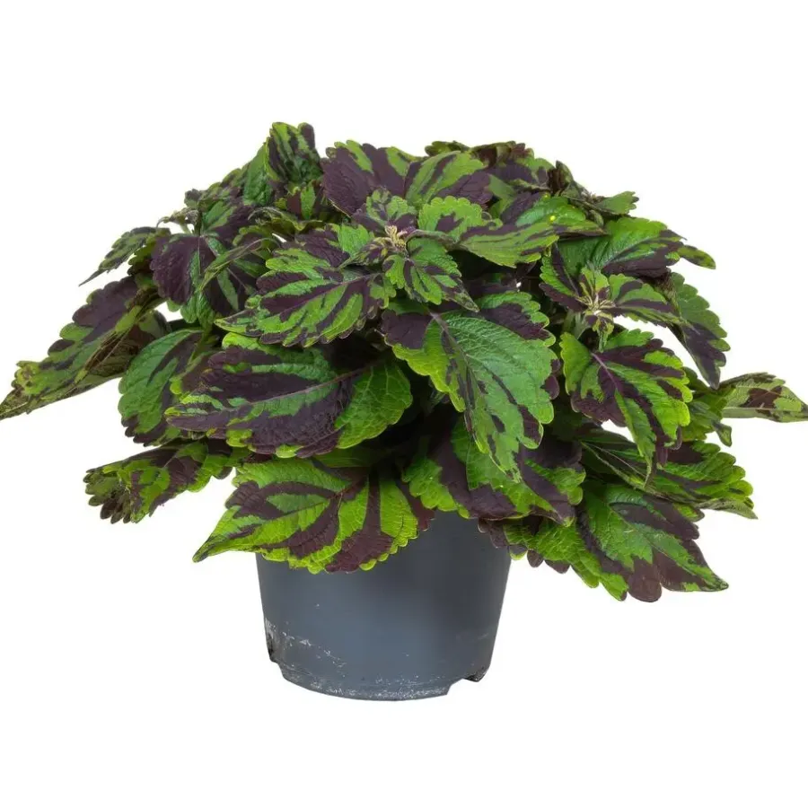 Plant in a Box Coleus 'Tiger' - Siernetel - Hoogte 25-35cm - ø17cm