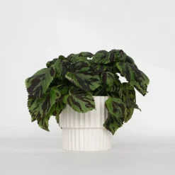 Plant in a Box Coleus 'Tiger' - Siernetel - Hoogte 25-35cm - ø17cm